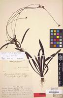 Holotype of Cyperus fertilis Boeckeler [family CYPERACEAE]