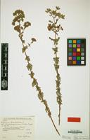 Type of Origanum x intercedens Rech.f. [family LABIATAE]