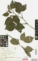 Isolectotype of Rubus infestus f. cinerascens Kük. [family ROSACEAE]