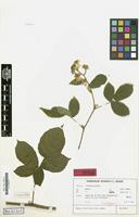 Isotype of Rubus histriculus H.E.Weber [family ROSACEAE]