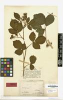 Lectotype of Rubus guentheri Weihe & Nees ex Bluff & Fingerh. [family ROSACEAE]