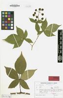 Isotype of Rubus galeatus H.E.Weber [family ROSACEAE]