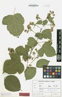 Isotype of Rubus crassidens H.E.Weber [family ROSACEAE]
