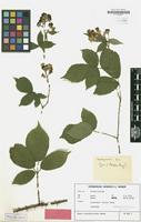 Isotype of Rubus conothyrsoides H.E.Weber [family ROSACEAE]