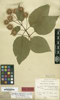 Isosyntype of Adina indivisa Lace [family RUBIACEAE]