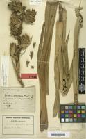 Holotype of Guzmania polycephala Mez & Wercklé ex Mez [family BROMELIACEAE]