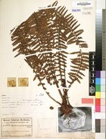 Filed as Asplenium protensum var. pseudohorridum Hieron. [family ASPLENIACEAE]