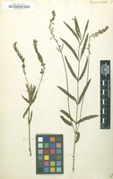 Filed as Veronica paniculata [family SCROPHULARIACEAE]