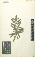 Filed as Veronica paniculata [family SCROPHULARIACEAE]