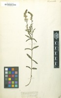 Filed as Veronica paniculata [family SCROPHULARIACEAE]