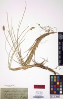 Type of Sesleria heufleriana Schur [family GRAMINEAE]