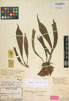 Lectotype of Antrophyum formosanum Hieron. [family POLYPODIACEAE]