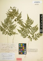 Lectotype of Cystopteris sudetica A.Braun & Milde [family POLYPODIACEAE]