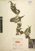Type of Diplazium griffithii T.Moore [family POLYPODIACEAE]