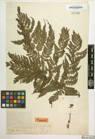 Type of Diplazium griffithii T.Moore [family POLYPODIACEAE]