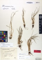Isotype of Isoetes fuscomarginata H.P.Fuchs [family ISOETACEAE]