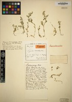 Syntype of Selaginella heterostachys Baker [family SELAGINELLACEAE]