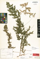 Syntype of Selaginella atroviridis var. trachyphylla Warb. [family SELAGINELLACEAE]