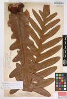 Type of Polypodium coronans Wall. ex Mett. [family POLYPODIACEAE]