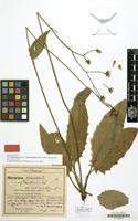 Paratype of Hieracium murorum var. malacophyllum Zahn [family COMPOSITAE]