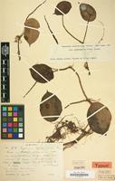 Type of Peperomia subdiscoidea var. gymnophylla Diels [family PIPERACEAE]