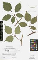 Type? of Rubus perpedatus Zíla&H.E.Weber [family ROSACEAE]