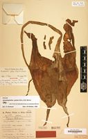 Syntype of Amorphophallus anguineus Peter [family ARACEAE]