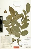 Isotype of Mkilua fragrans Verdc. [family ANNONACEAE]