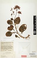 Holotype of Kalanchoe lateritia var. prostrata Raadts [family CRASSULACEAE]