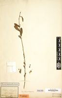 Type of Cadaba natalensis Sond. [family CAPPARACEAE]