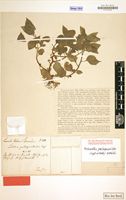 Type of Lobelia galeopsoides Engl. & Diels [family CAMPANULACEAE]