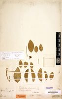 Holotype of Thilachium africanum Lour. [family CAPPARACEAE]