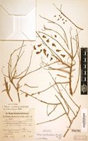 Lectotype of Talinum cuneifolium var. tuberculatum Poelln. [family PORTULACACEAE]