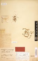 Paratype of Portulaca tenera Peter [family PORTULACACEAE]