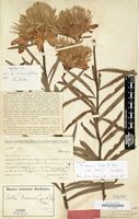 Holotype of Protea baumii Engl. & Gilg [family PROTEACEAE]
