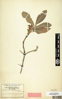Type of Pavetta stipulipallium K.Schum. [family RUBIACEAE]