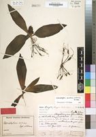 Type of Chlorophytum micans Engl. & K.Krause [family LILIACEAE]