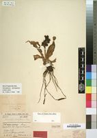 Paratype of Chlorophytum hyacinthinum Peter ex Poelln. [family LILIACEAE]