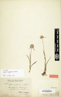 Isotype of Cyperus angolensis Boeckeler [family CYPERACEAE]