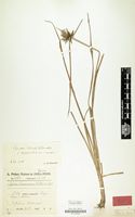 Type of Cyperus holstii Kük. [family CYPERACEAE]