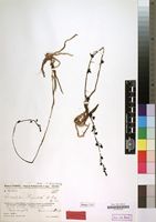 Holotype of Lissochilus humberti H.Perrier [family ORCHIDACEAE]
