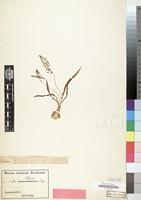 Type of Scilla petersii Engl. [family LILIACEAE]