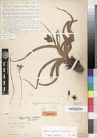 Type of Hypoxis apiculata Nel [family HYPOXIDACEAE]