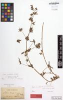 Type of Lotus lamprocarpus Boiss. [family LEGUMINOSAE]