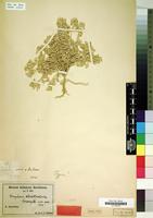 Type of Gomphrena cladotrichoides Suess. [family AMARANTHACEAE]