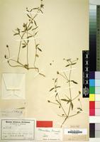 Type of Alternanthera raimondii Suess. [family AMARANTHACEAE]