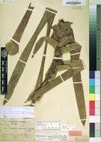 Holotype of Thecophyllum squarrosum Mez & Sodiro [family BROMELIACEAE]