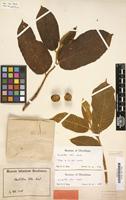 Type of Castilla ulei Warb. [family MORACEAE]