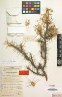 Isotype of Astragalus karakalensis Freyn & Sint. [family LEGUMINOSAE]