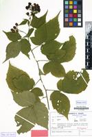Isotype of Rubus braeuckeriformis H.E.Weber [family ROSACEAE]